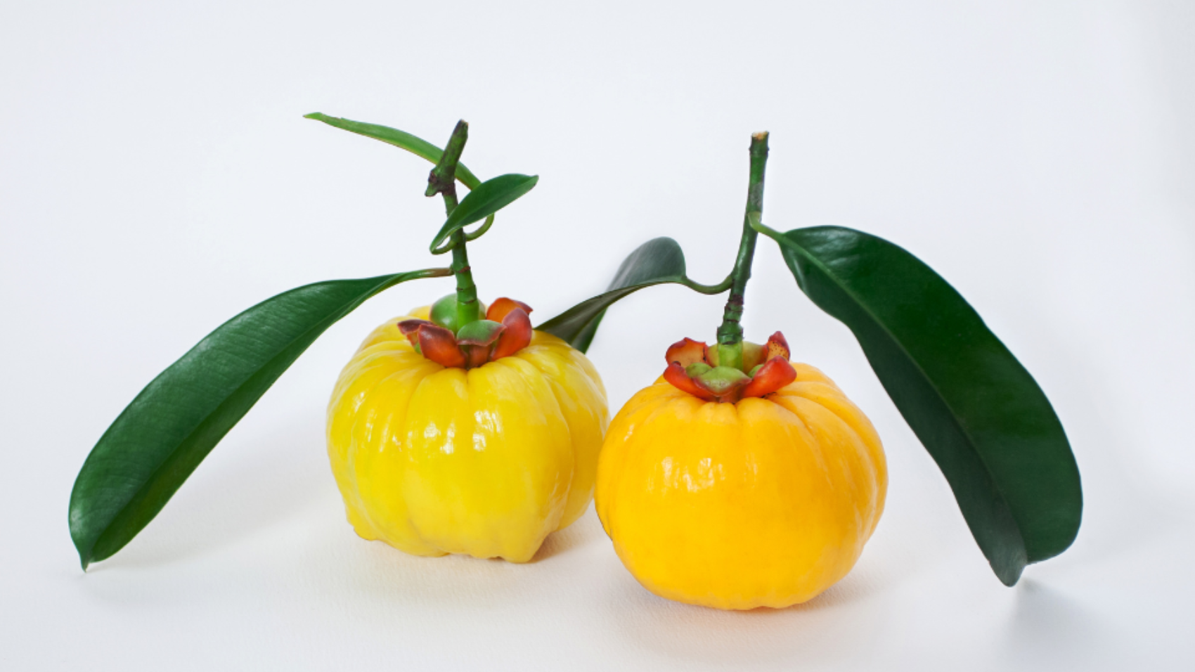 Garcinia cambogia