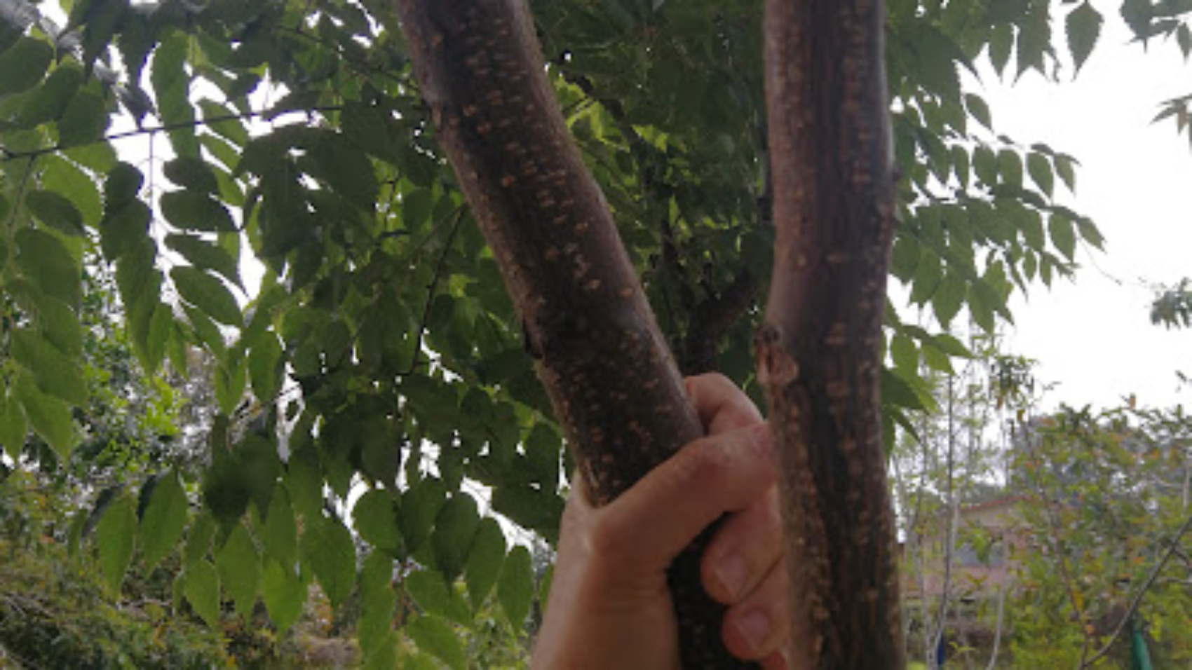 arbol de neem 3