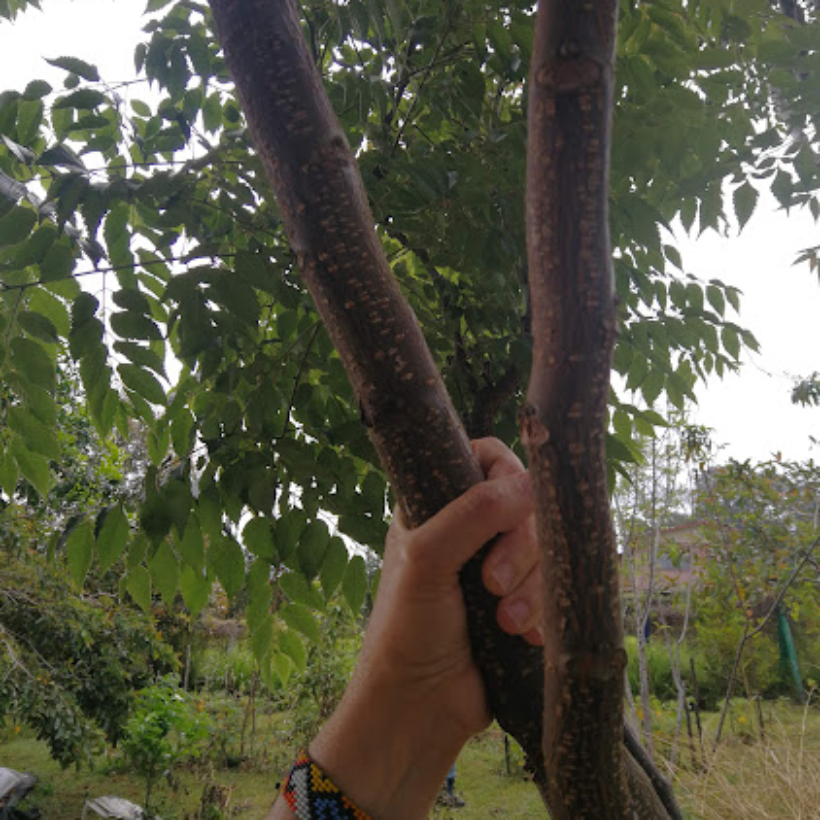 arbol de neem 3