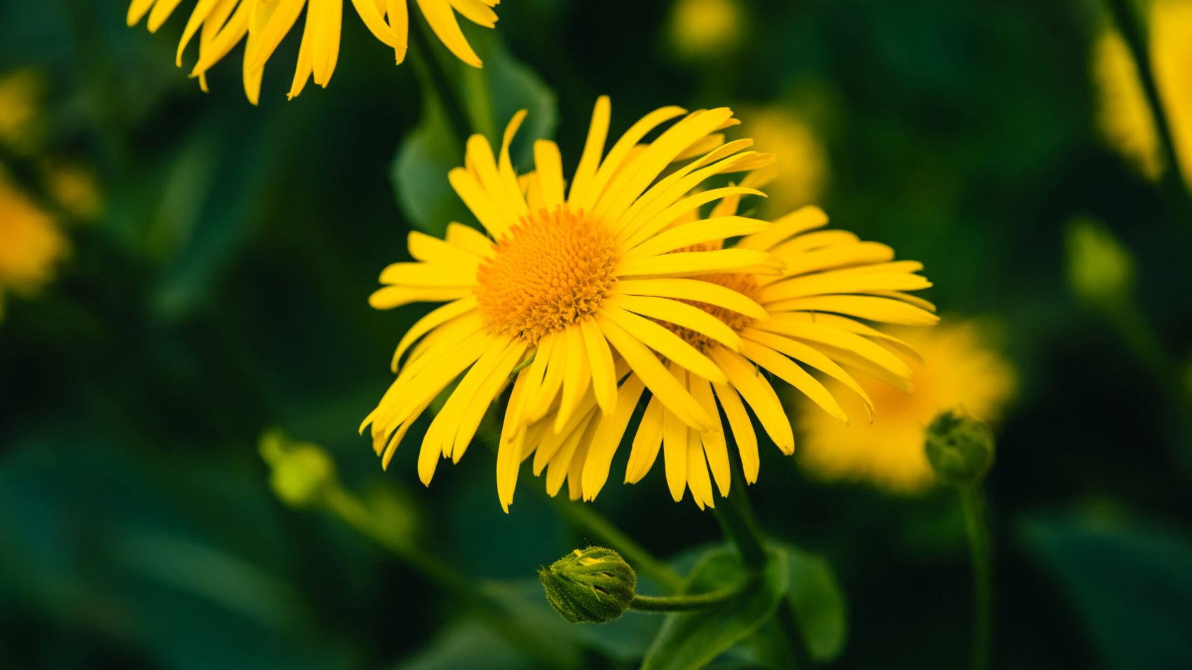 Two beautiful arnica grow in contact close up. Bright yellow fresh flowers with orange center on green background with copy space. Medicinal plants.