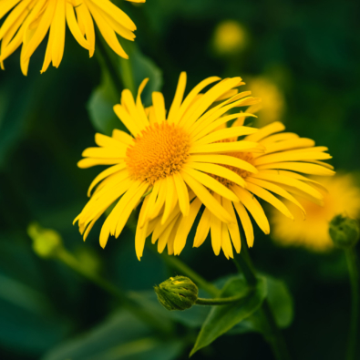 Two beautiful arnica grow in contact close up. Bright yellow fresh flowers with orange center on green background with copy space. Medicinal plants.