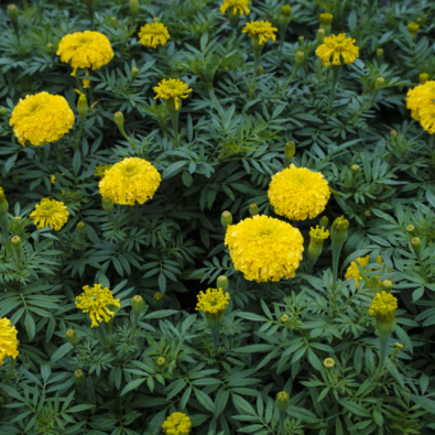 Yellow marigold garden