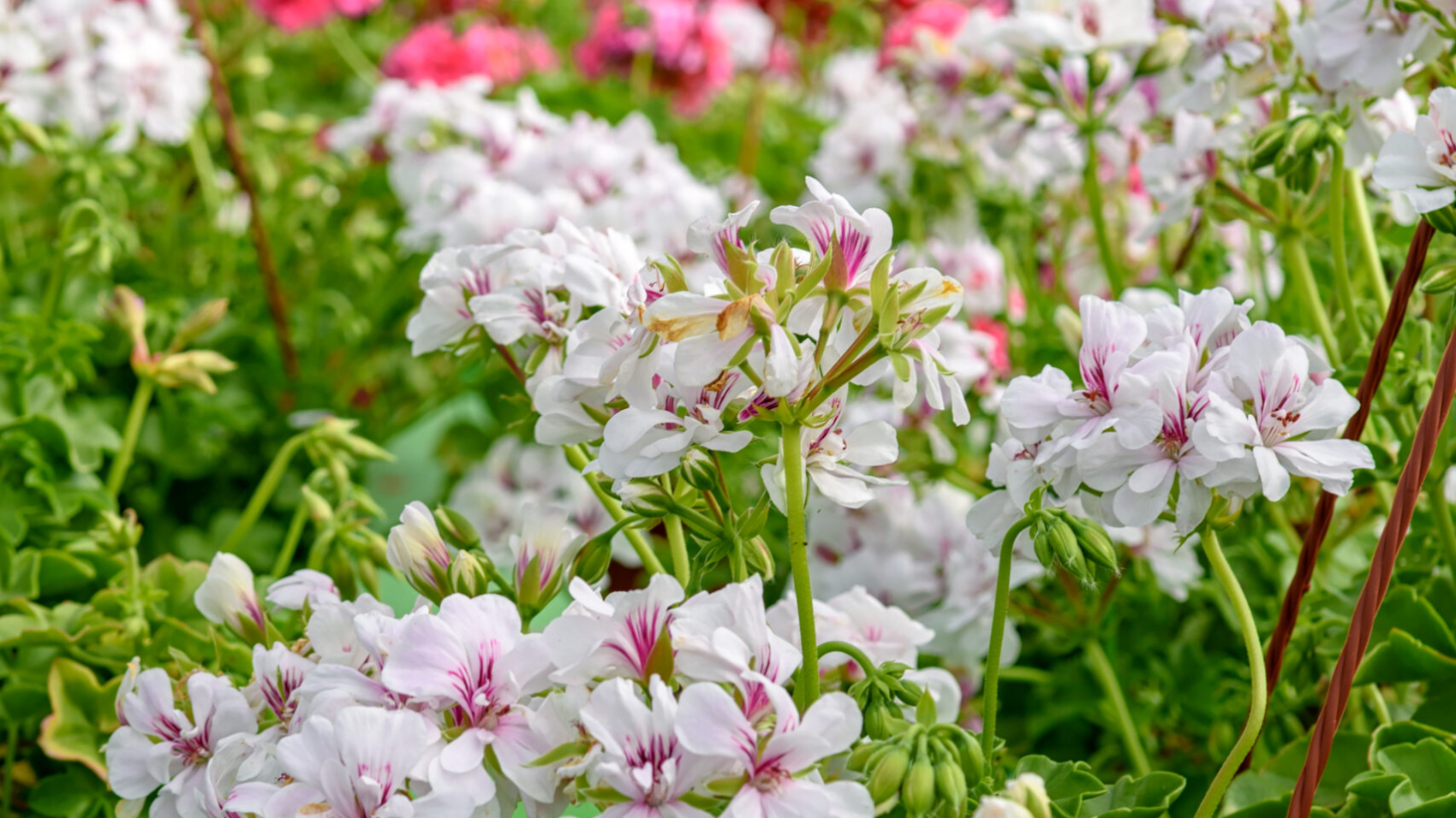 Citronela pelargonium