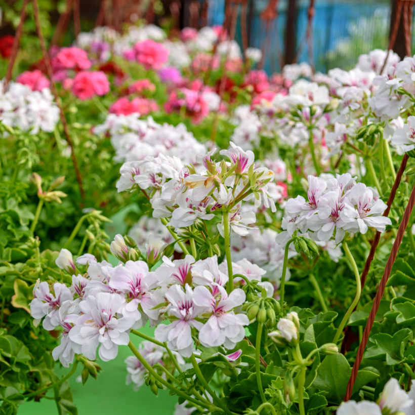 Citronela pelargonium