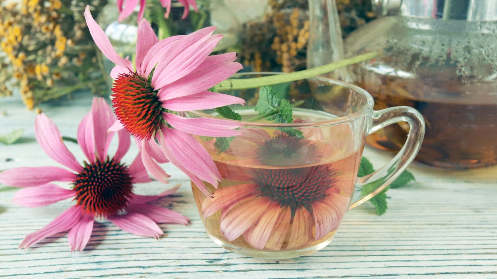 echinacea