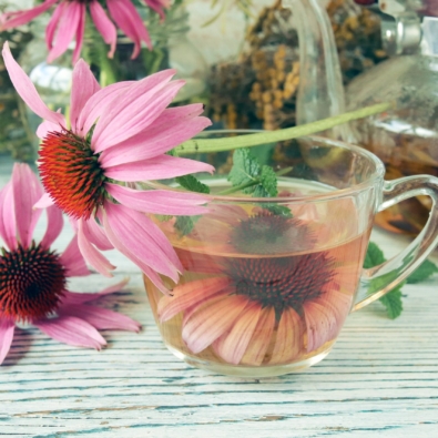 echinacea