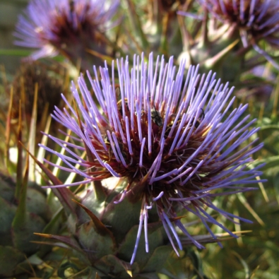 A vertical closeup shot of Wild Artichoke flowers captured in Malta