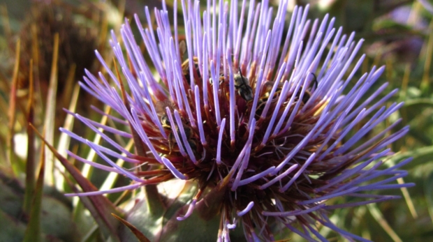 A vertical closeup shot of Wild Artichoke flowers captured in Malta