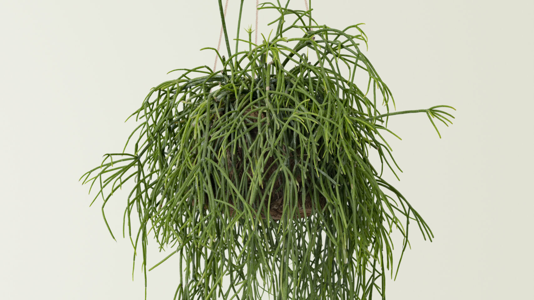 Hanging grass plant on blue