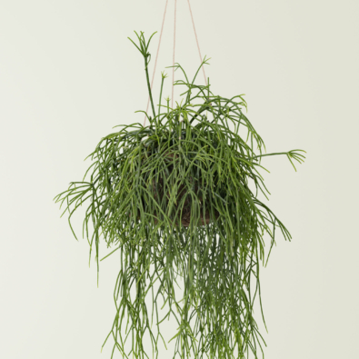 Hanging grass plant on blue