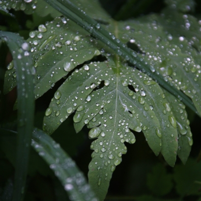 A closeup shot of a beautiful green leaf covered with dewdrops in the early morning