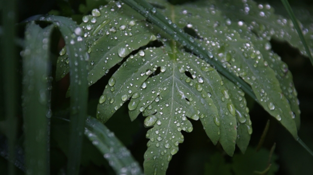 A closeup shot of a beautiful green leaf covered with dewdrops in the early morning